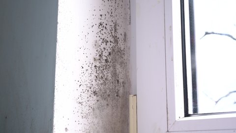 Growth of black mold on the walls inside an apartment building. Moisture indoors and the appearance of mold. Covid-19 and black fungus in India