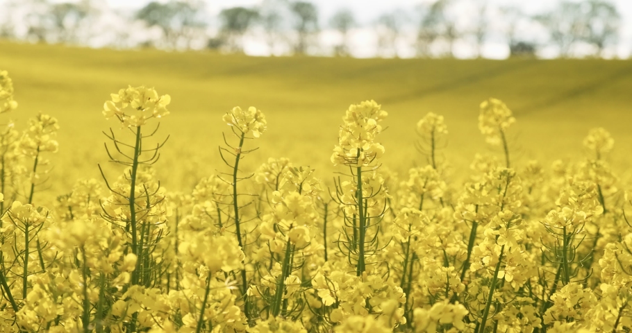 Blooming canola flowers. Rapeseed in agricultural field in summer, close up. Flowering rapeseed Royalty-Free Stock Footage #1054678019