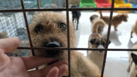Close-up of male hand petting caged stray dog in pet shelter. People, Animals, Volunteering And Helping Concept.