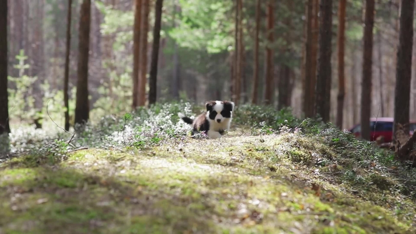 Amazing Cute Puppies of border collie run on grass in a beautiful forest to camera in slow motion Royalty-Free Stock Footage #1054679621
