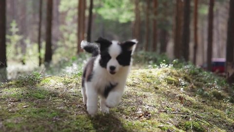 Amazing Cute Puppies of border collie run on grass in a beautiful forest to camera in slow motionの動画素材