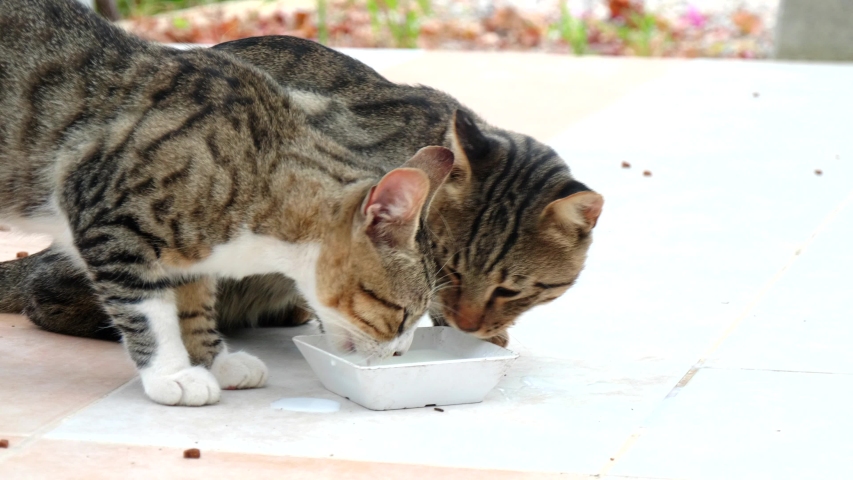 what do wild cats eat and drink