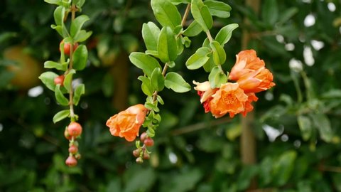 A bee flies around beautiful blooming orange pomegranate flowers, collects pollen, nectar from flowers. Beautiful pomegranate flowers sway slowly in wind. Slow motion video. Concept of spring, summer