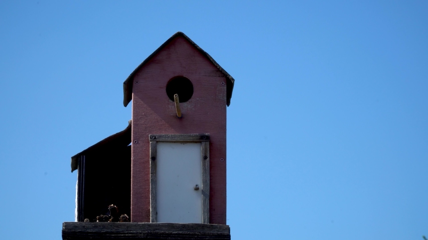 the bird gets out of the birdhouse and flies away