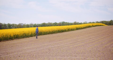 Farmer or Agronomist Walking on Agrculture Field and Looking at Crops