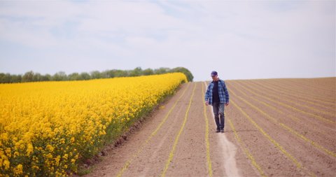 Farmer or Agronomist Walking on Agrculture Field and Looking at Crops