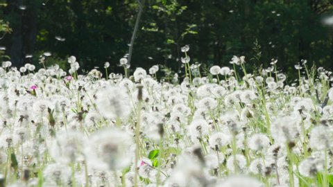 Fluffy Seeds Flying Over the Clearing. Large forest glade of ripe dandelions. A light breeze randomly blows seeds into flight. Filmed at a speed of 240fps