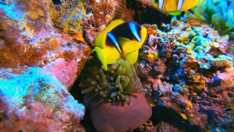 Red Sea Anemone and Clownfish. Underwater tropical clownfish (Amphiprion bicinctus) and sea anemones. Red Sea anemones. Tropical colorful underwater clown fish. Reef coral scene. Coral garden seascape