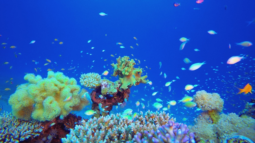 Reef Marine Underwater Scene. Underwater sea fish. Tropical fish reef marine. Colourful underwater seascape. Soft-hard corals seascape. Reef coral scene. Coral garden seascape.  | Shutterstock HD Video #1054684136