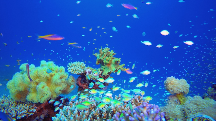 Reef Marine Underwater Scene. Underwater sea fish. Tropical fish reef marine. Colourful underwater seascape. Soft-hard corals seascape. Reef coral scene. Coral garden seascape. 