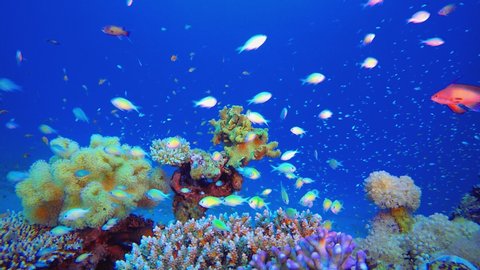 Reef Coral Tropical Garden. Underwater sea fish. Tropical fish reef marine. Colourful underwater seascape. Soft-hard corals seascape. Reef coral scene. Coral garden seascape. Underwater ambience coral