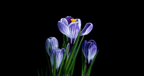 Timelapse of several violet crocuses flowers grow, blooming on black background,format with ALPHA transparency channel isolated on black background, spring, easter Stock Video