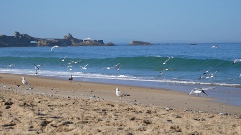 large white seagulls on the sandy beach of the Atlantic Ocean in France, slowmo