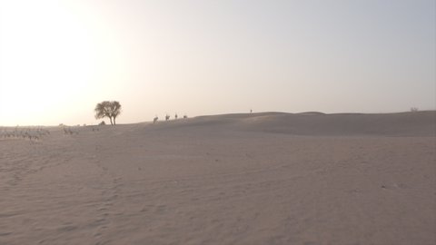 Oryxes or Arabian antelopes in the Desert Conservation Reserve near Dubai desert. Drone shoot side angle parallax tracking and chasing animals and then revealing a beautifull sunset at desert