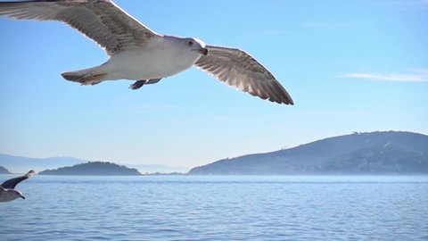 Seagull is flying in beautiful blue sky, Slow Motion.