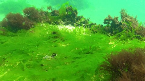 Algae of the Black Sea. Green algae (Ulva, Enteromorpha) on the seabed in the Black Sea