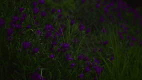 A timelapse in the early morning of some purple flowers opening at sun in grass
