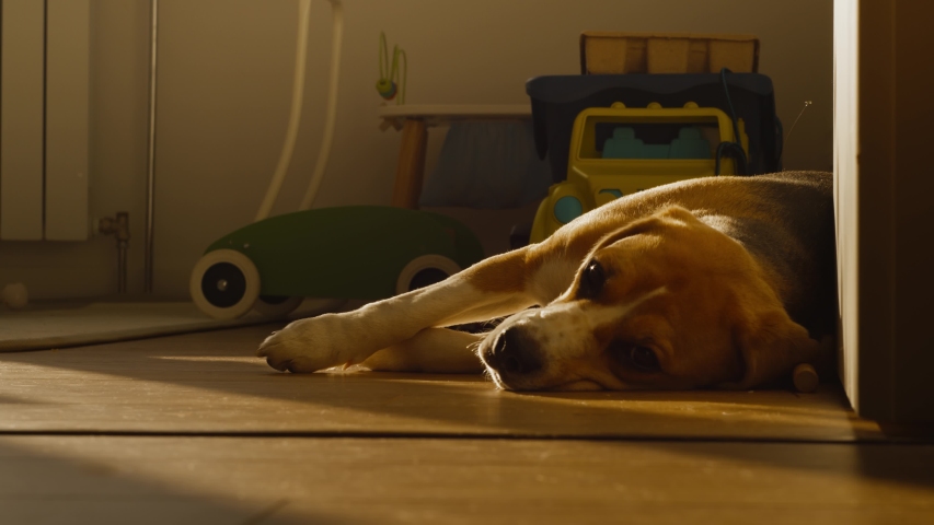Cute dog Beagle with sad eyes lies at home in the children