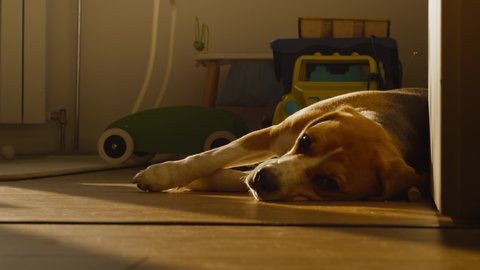 Cute dog Beagle with sad eyes lies at home in the children's room on the floor, blinks and prepares for bed. The puppy is resting, lying stretched out in the rays of the sunset. Slow motion