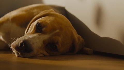 Close-up of the muzzle: a Cute Beagle dog with sad eyes is lying on the floor at home, blinking and getting ready for bed. The puppy is resting, lying in the rays of the sunset. 