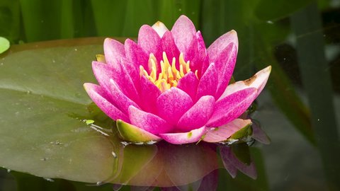 Time lapse of pink Water Lily flower opens . Nymphaea blooming in pond is surrounded by leaves. Time-lapse of beautiful Lotus with reflection in lake. 