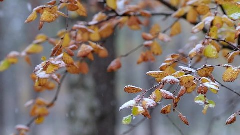 Changing of the seasons. Snow falling to colorful autumn leaves in slow motion