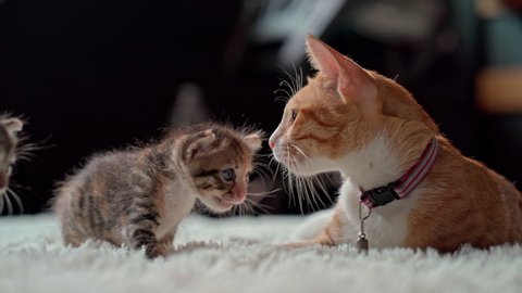 Cat grooming her little kitten