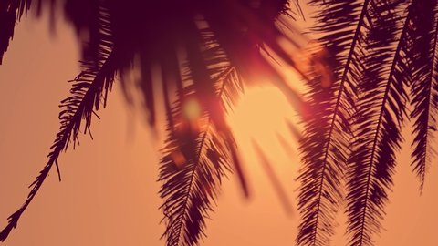 Sun shining through palm trees. Palm tree silhouette during sunset