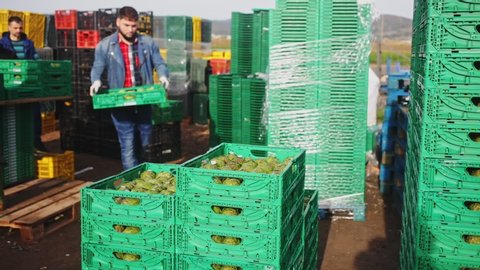 Two farmers working on vegetable plantation, stacking plastic boxes with freshly harvested artichokes
