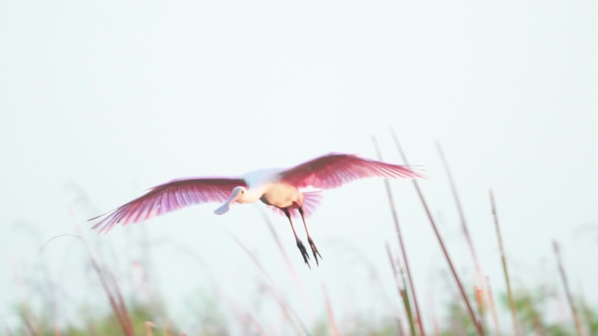 Roseate spoonbill flying and landing in slow motion at everglades swamp