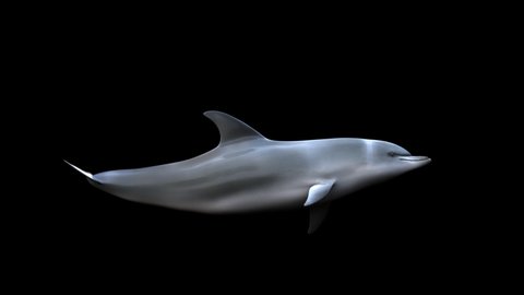 Isolated dolphin swim underwater in a seamless loop
3d delfín animation swimming in the deep ocean with alpha channel