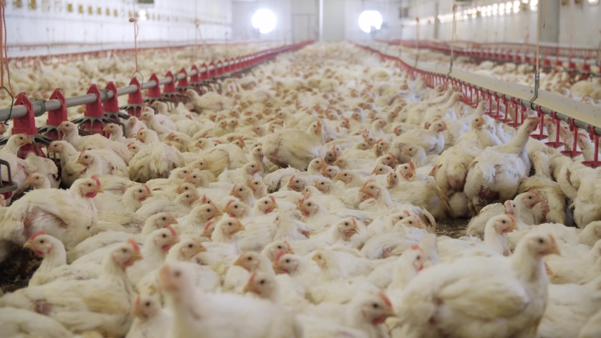 Poultry farm. Chickens for fattening on a modern poultry farm. Lots of chickens in the hangar. Feed and drink chickens. Modern agriculture. | Shutterstock HD Video #1054704089