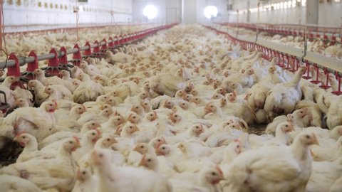 Poultry farm. Chickens for fattening on a modern poultry farm. Lots of chickens in the hangar. Feed and drink chickens. Modern agriculture. : vidéo de stock