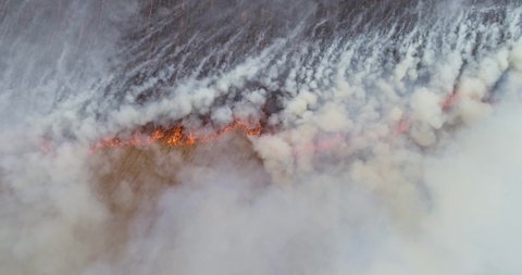 Dry grass burns, natural disaster. Aerial view. A large burnt field covered in black soot. Great smoke from burning places. Brazil. 4K.