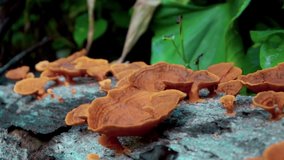 Video of red mushrooms growing from a tree lying not on the ground in the jungle