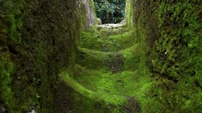 Video old stone staircase completely covered with green and yellow moss in the jungle