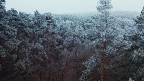 Forest in winter. Breathtaking view of snowy landscape. Tops of trees covered with hoar frost. Flight above white trees. Aerial view. 庫存影片