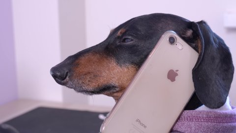 June 17, 2020, Rostov, Russia: Funny obedient black and tan dachshund dog in pink hoodie barks and talks on mobile phone iPhone at home, close up.