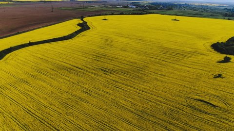 Aerial view of a large beautiful field of blooming rapeseed. Yellow blooming canola field.Cinema 4k aerial view.