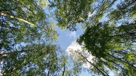 Crowns of deciduous forest trees with bright afternoon sun and rays. looking up to the trees. Spinning and torsion top view of scenic trees. 