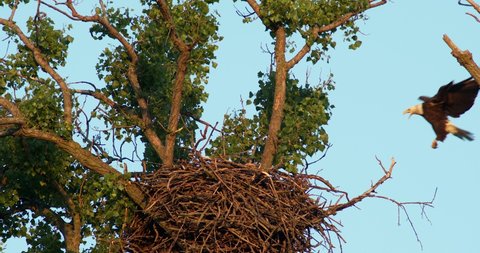 American Bald Eagle lands next to another Bald Eagle perched in nest.