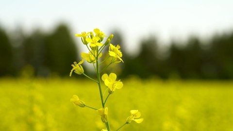 Close-up of a rapeseed flower against the background of a field with flowering rapeseed