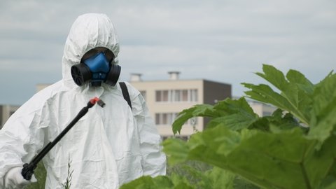 agricultural technician in protective suit and with mask on his face conducts chemical treatment by spraying herbicides to destroy the cow parsnip.