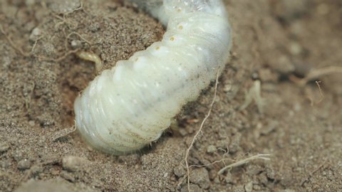 Chafer grub (Melolontha melolontha) digging in to brown soil. Macro video.