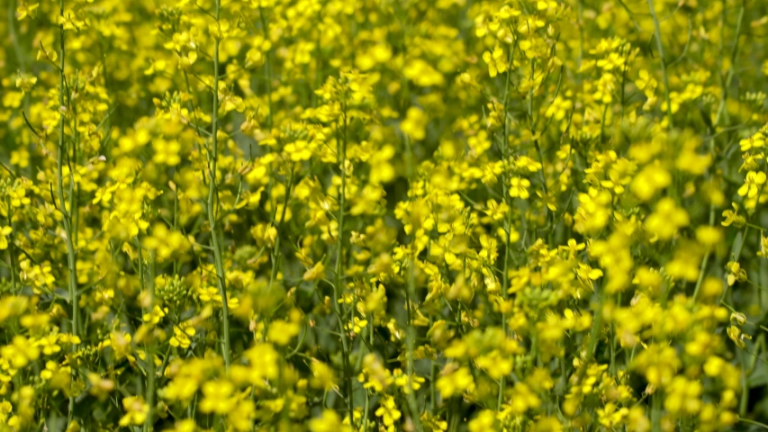 A huge field of flowering rapeseed, rapeseed flowers swaying in the wind Royalty-Free Stock Footage #1054709927