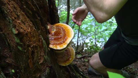 Reishi Mushroom( Ganoderma tsugae) growing on a hemlock tree in Asheville, NC. This Medicinal Mushroom is prized in herbalism for its immune balancing properties. Wild foraged.