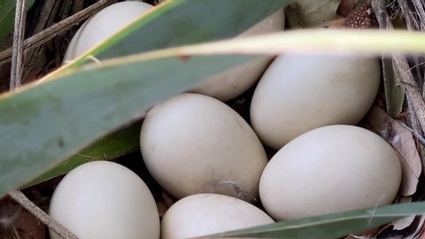 Mallard duck eggs in a nest under a bush next to a wall during sunset, Seven duck eggs, duck nest, abandoned duck nest bird nest, bird eggs. Close up of eggs. 