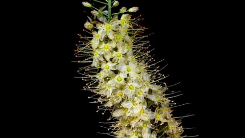 Yellow Flower Eremurus Blooming in Time Lapse on a Black Background. Foxtail Lily or Eremurus Stenophyllus