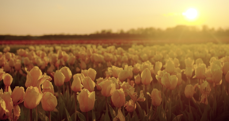 Stock Video Portfolio by Happy Films | Shutterstock