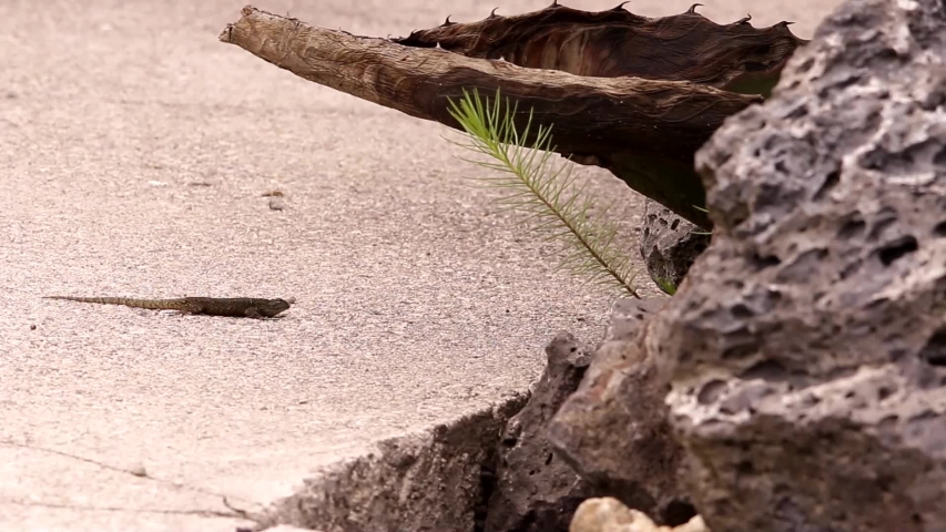 Spiny lizard hanging around the volcanic rock under the Mexican sun